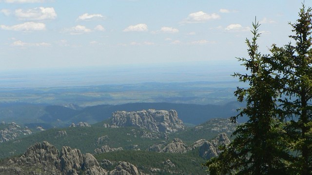 Photo of the Black Hills with Black Hills spruce trees in the foreground.